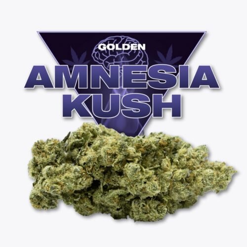 Amnesia Kush CBD Golden CBD